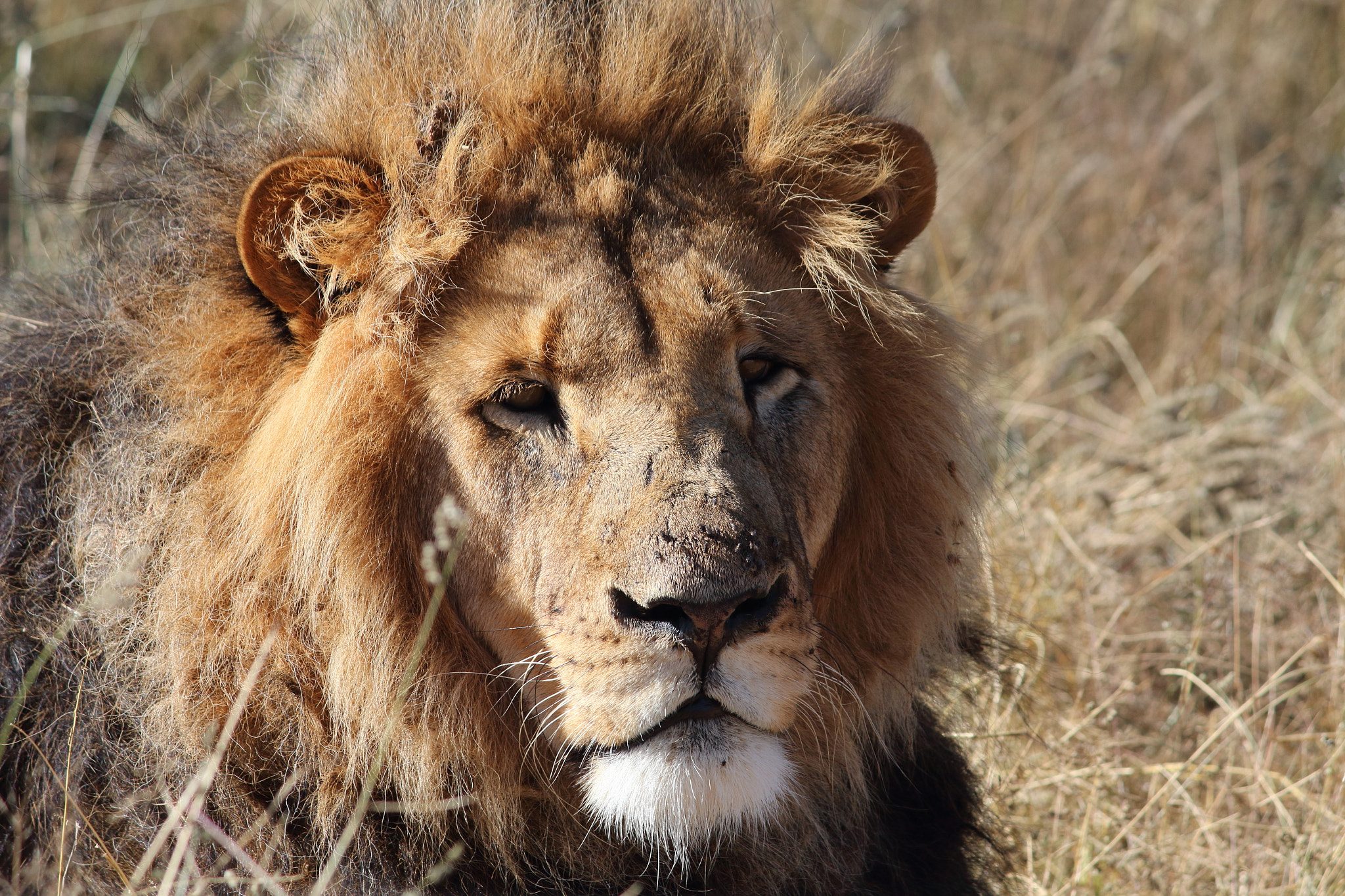 Canon EOS 650D (EOS Rebel T4i / EOS Kiss X6i) sample photo. King of the jungle photography