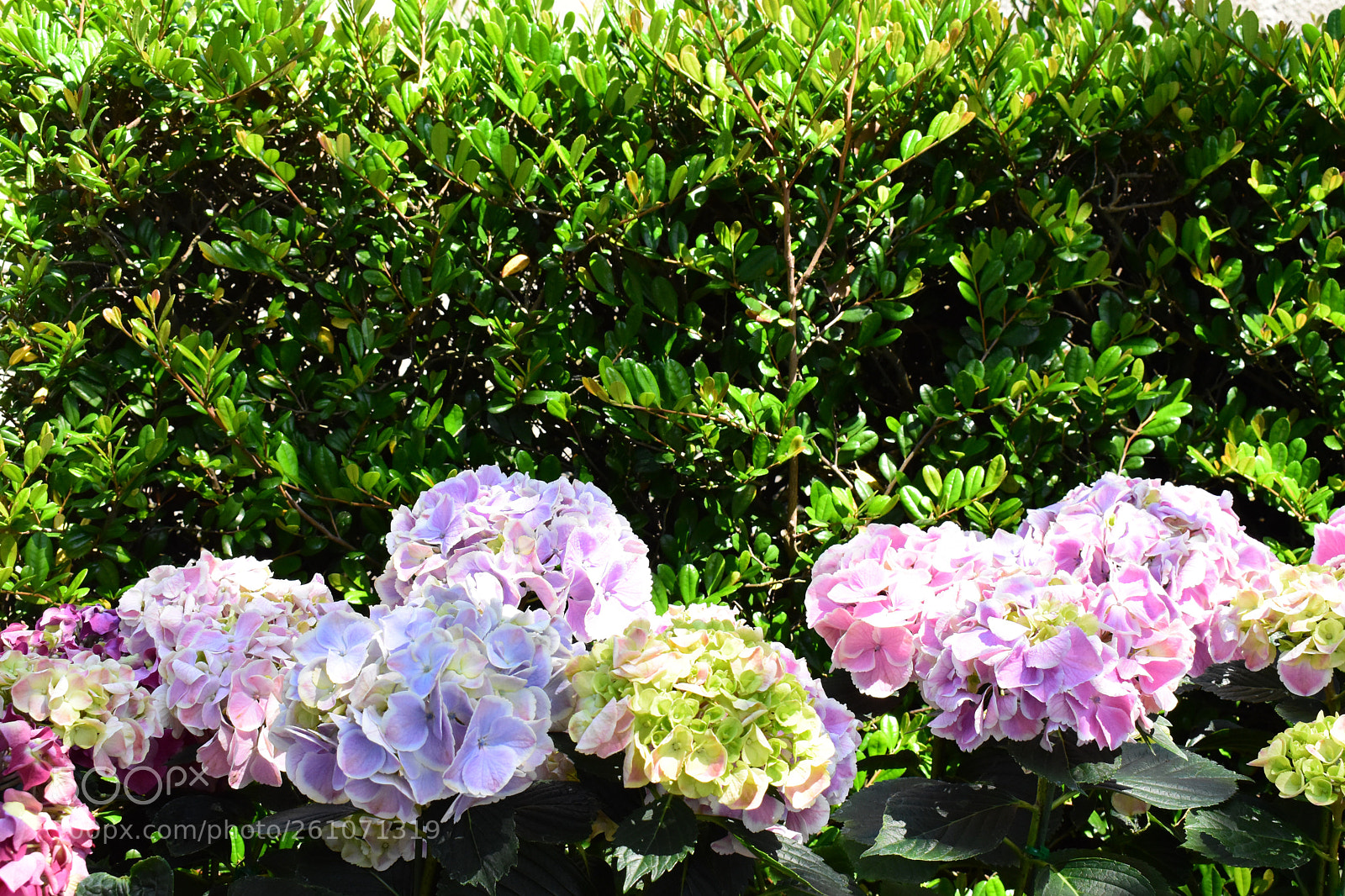 Nikon D5600 sample photo. Hydrangea photography