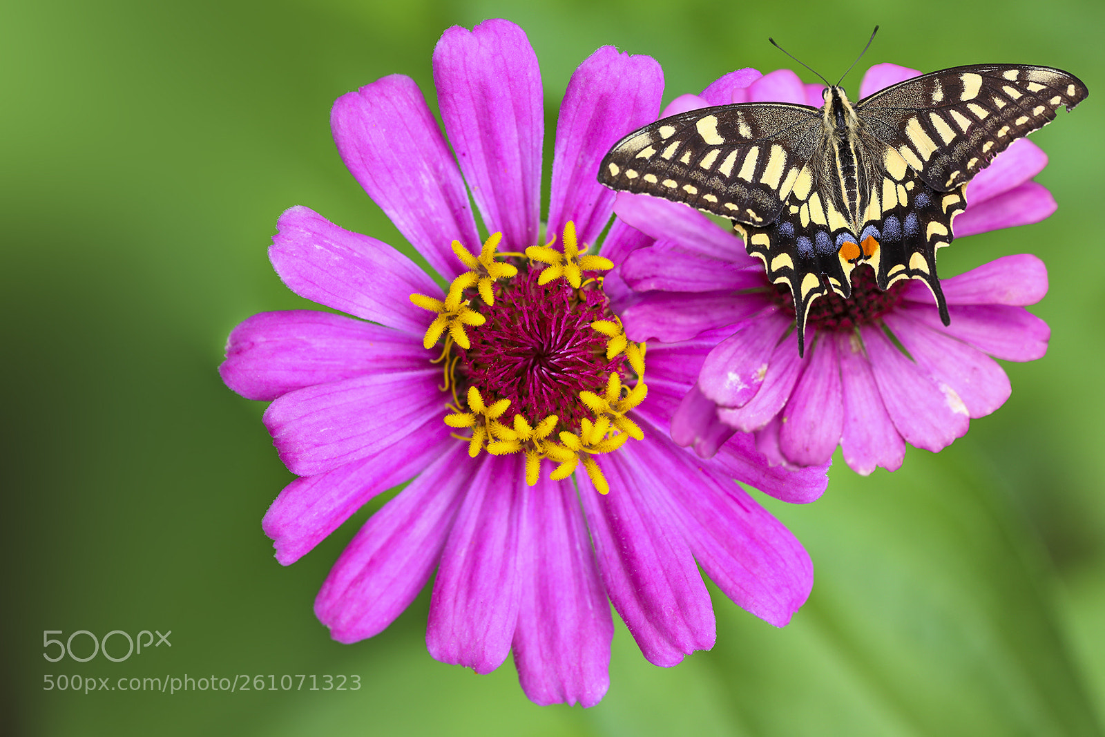 Canon EOS 6D sample photo. 蝶恋花 photography
