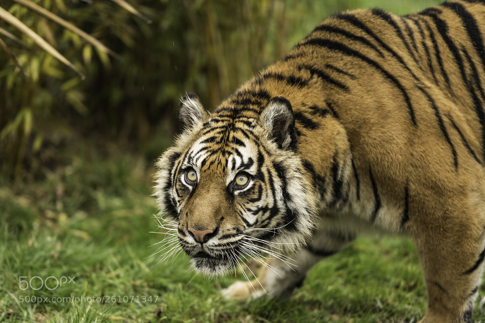Nikon D5 sample photo. Tiger series photography