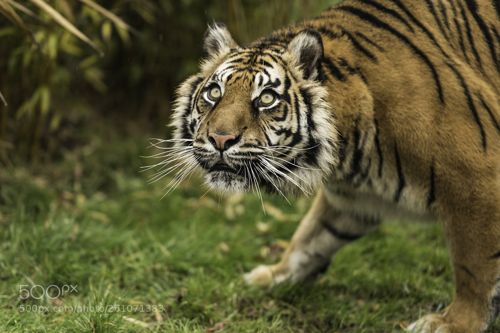 Nikon D5 sample photo. Tiger series photography