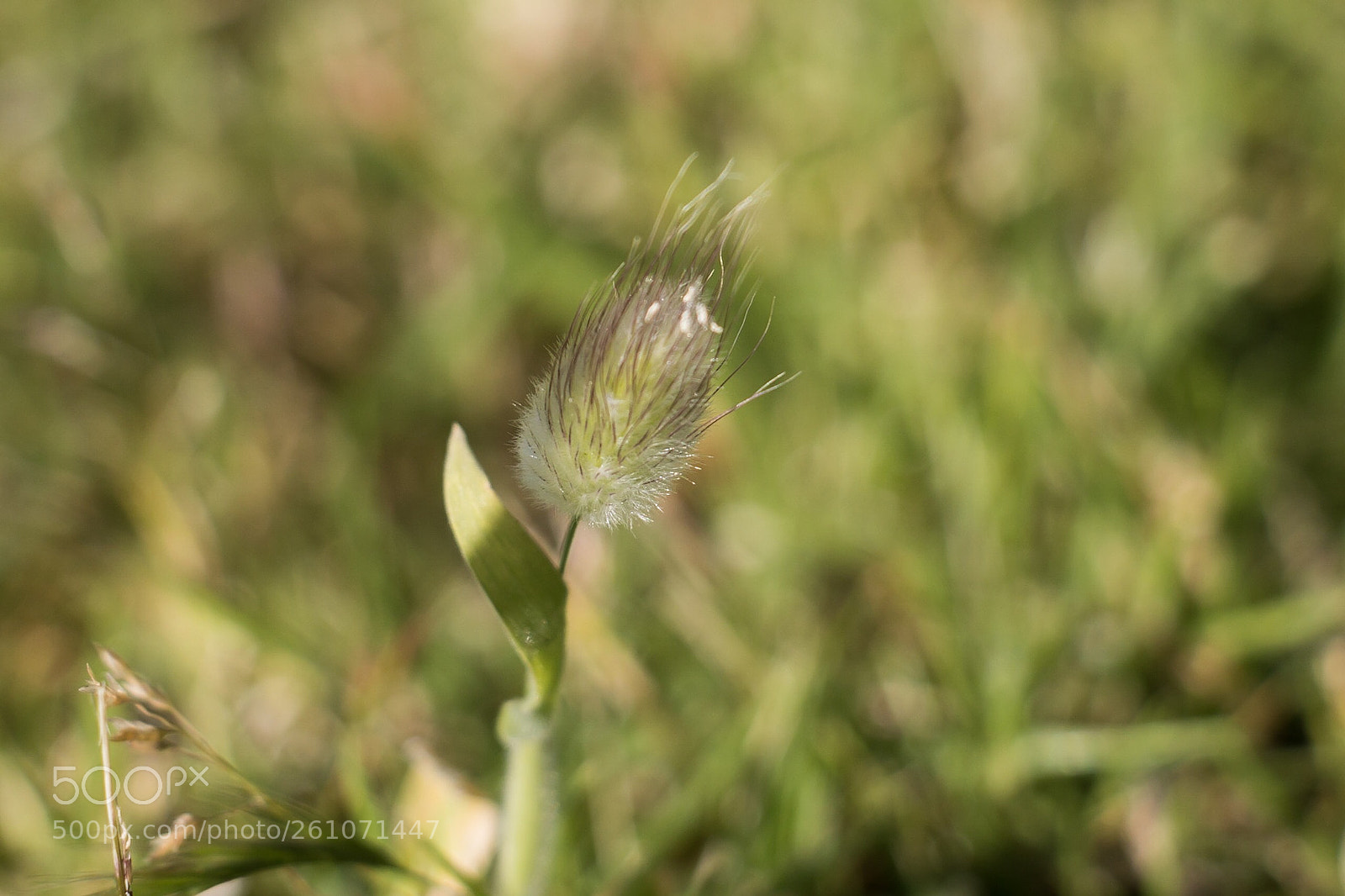Canon EOS 70D sample photo. Bunny tail? photography