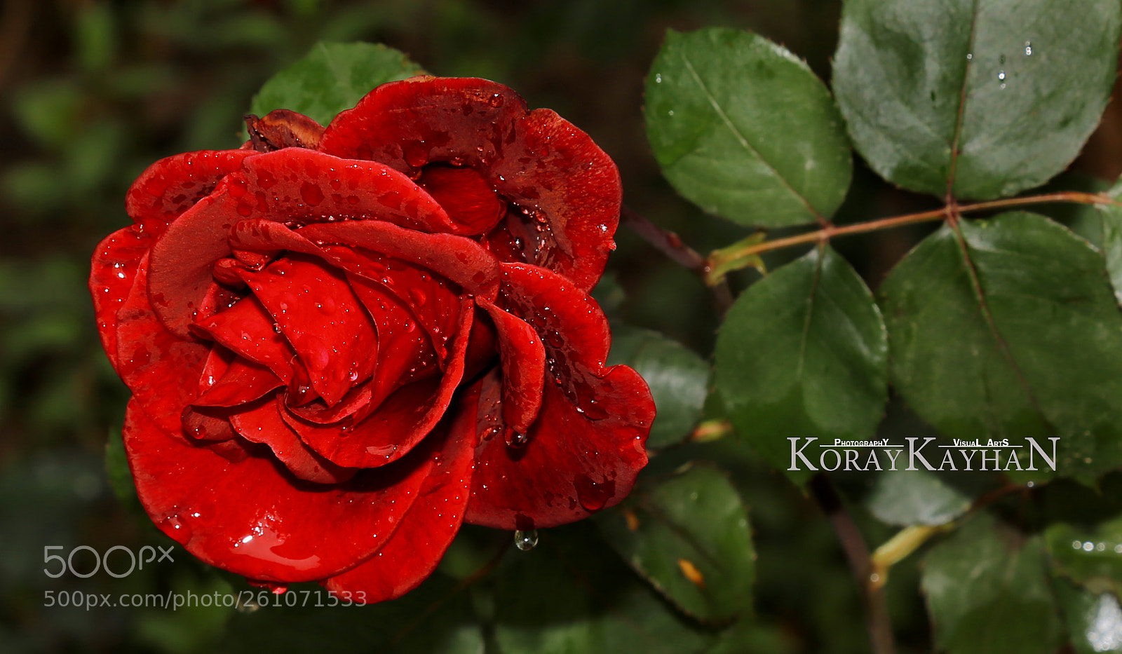 Canon EOS 6D sample photo. K rm z g photography