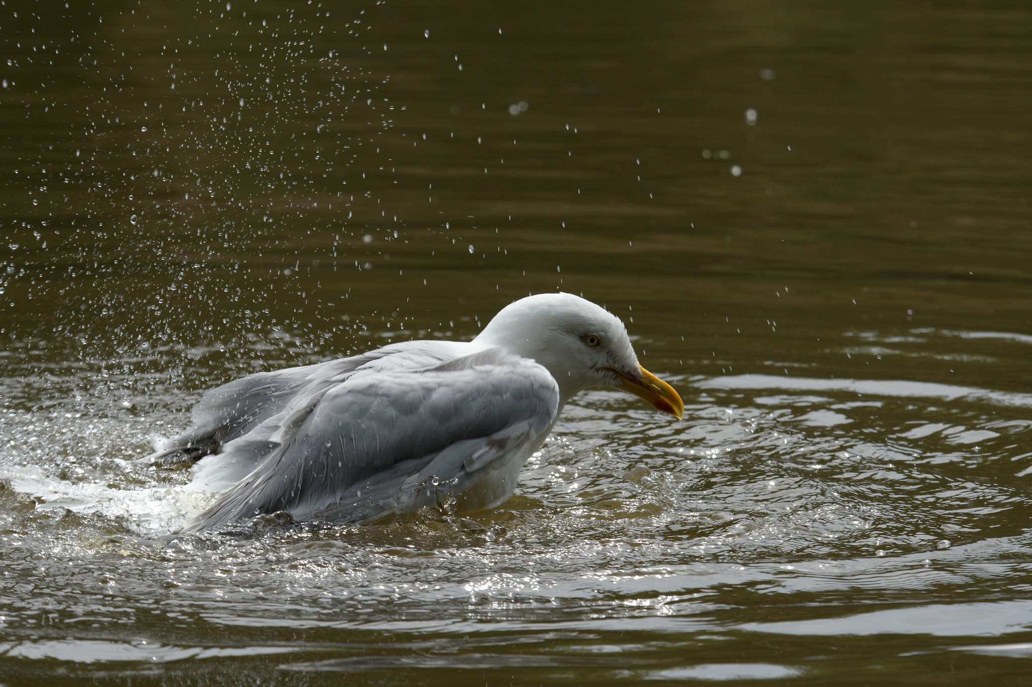 Nikon AF Nikkor 80-400mm F4.5-5.6D ED VR sample photo. Le bain du goéland argenté photography