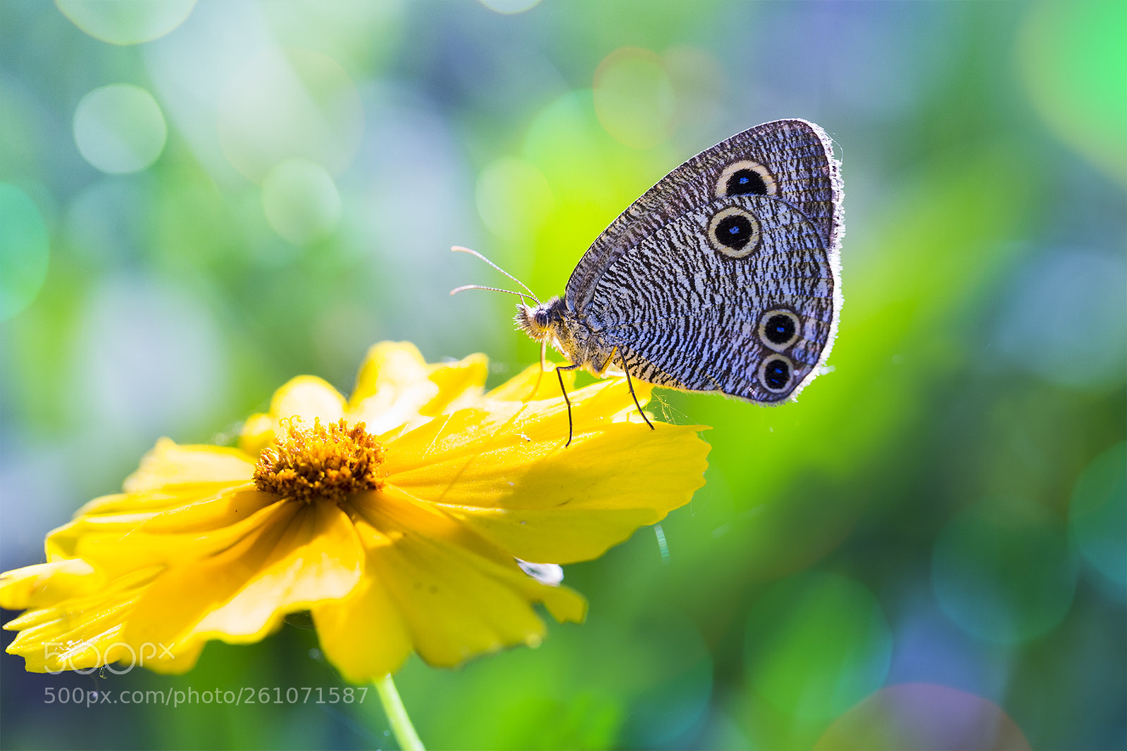 Canon EOS 6D sample photo. 蝴蝶 photography