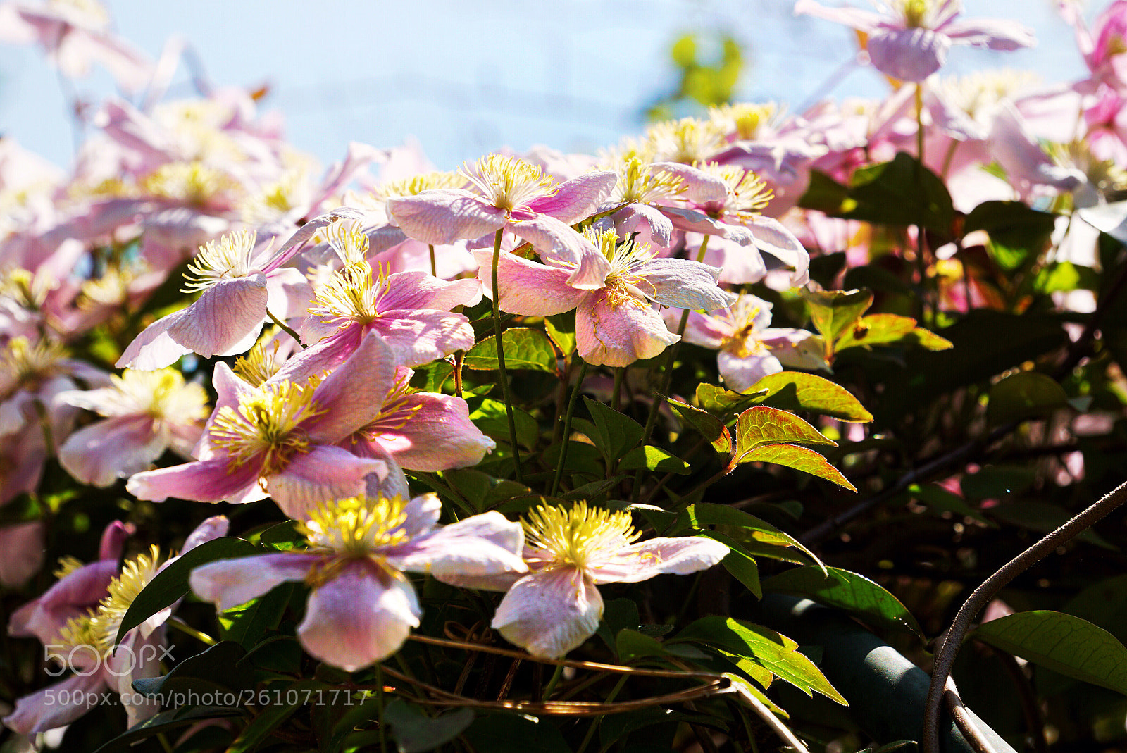 Sony a6000 sample photo. Sunbathing photography