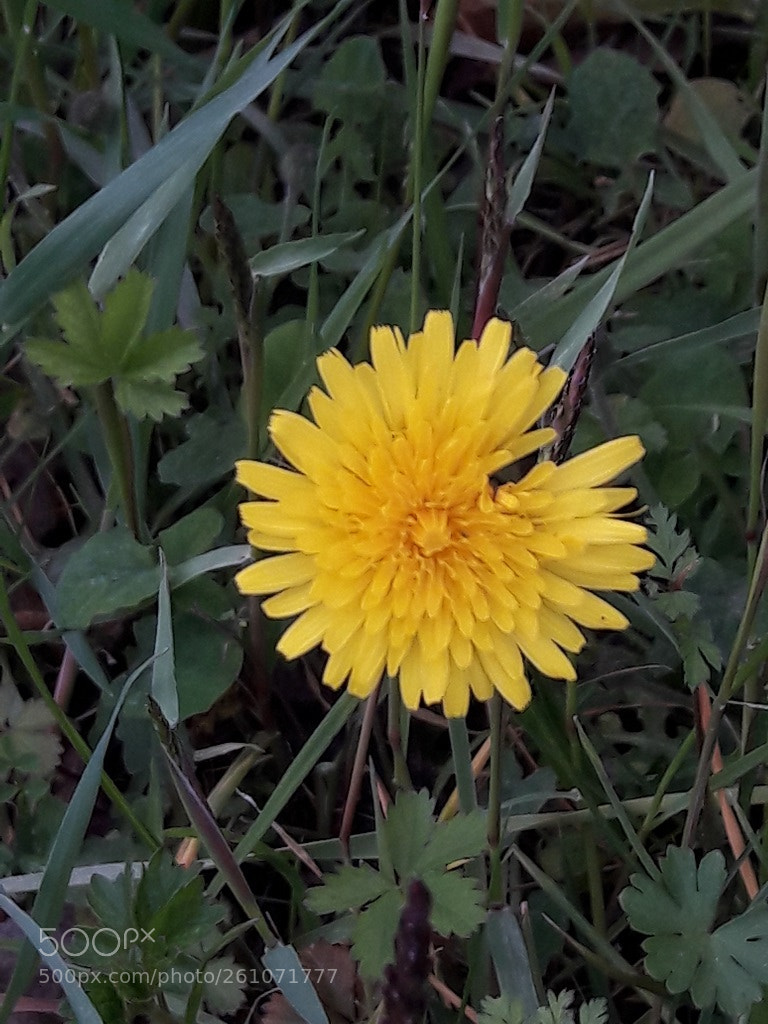Samsung Galaxy A5(2016) sample photo. Dandelion flower photography