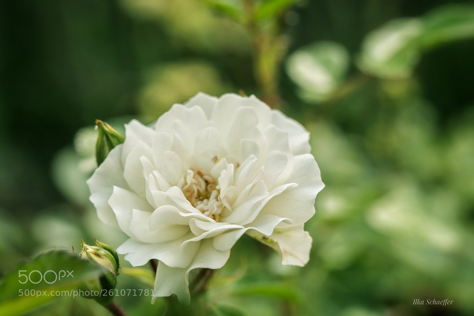 Canon EOS 5D Mark IV sample photo. Landhausromantik photography