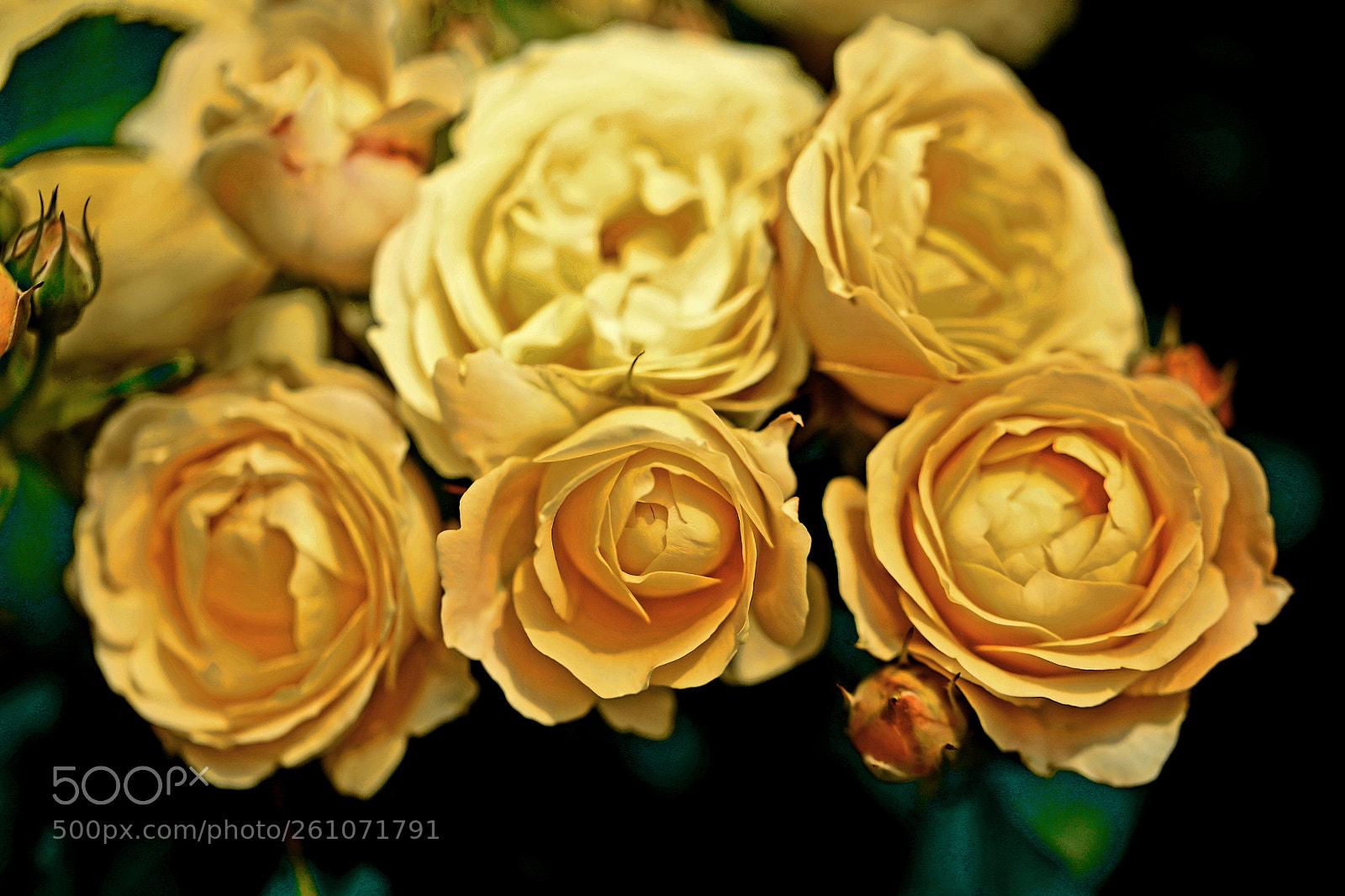 Canon EOS 5D Mark IV sample photo. Rose "la dolce vita" photography