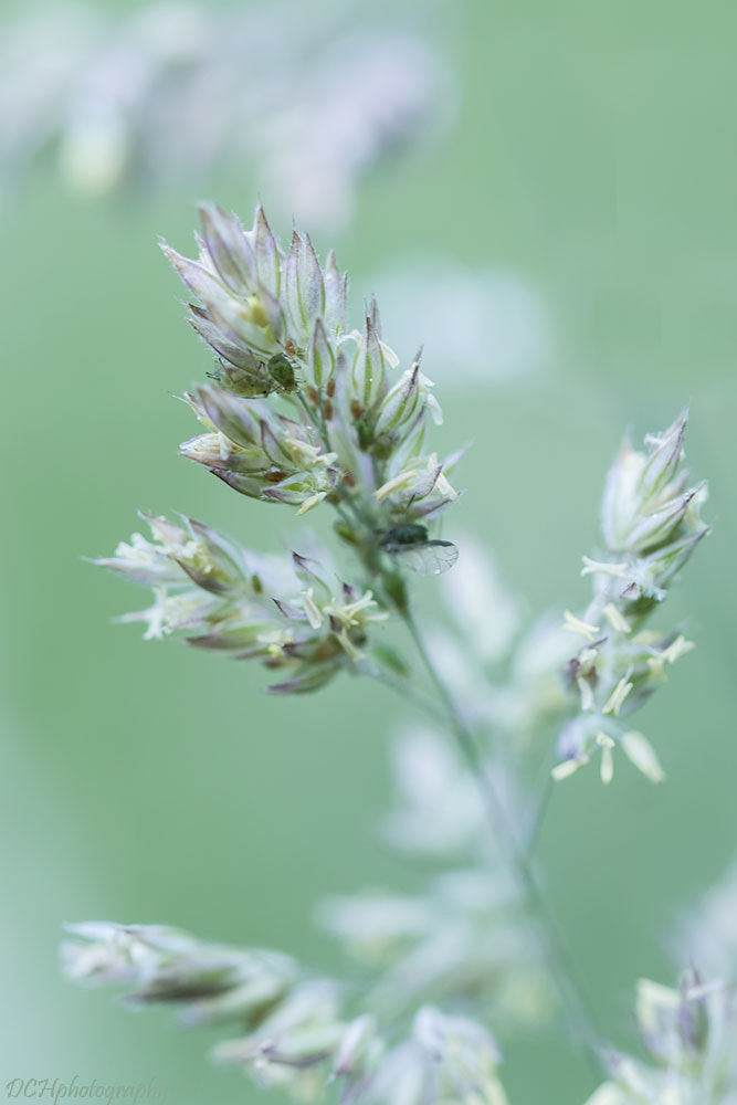 Canon EOS 650D (EOS Rebel T4i / EOS Kiss X6i) sample photo. Grass photography