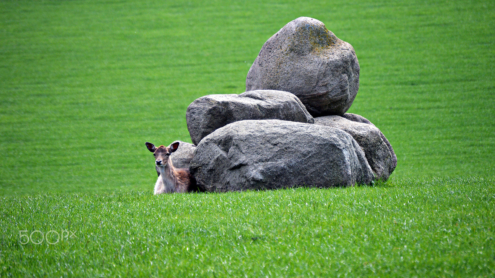 Nikon D3200 sample photo. My deer photography