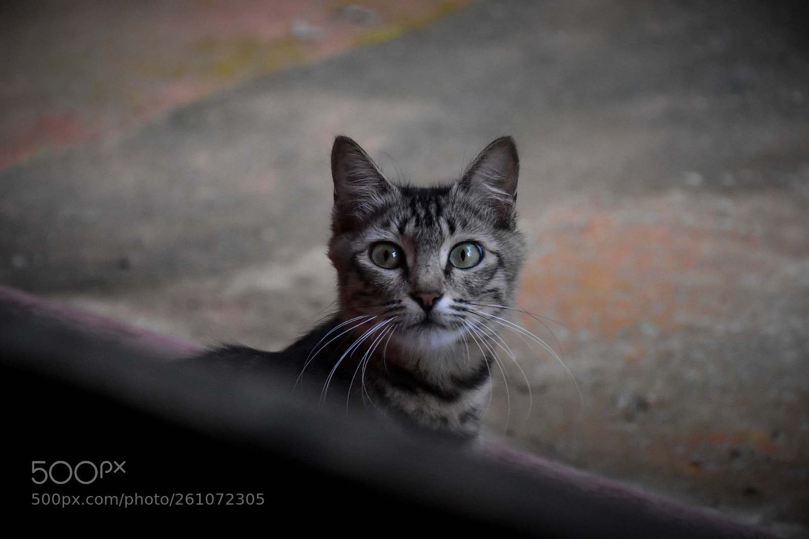 Nikon D7200 sample photo. Kitten  photography
