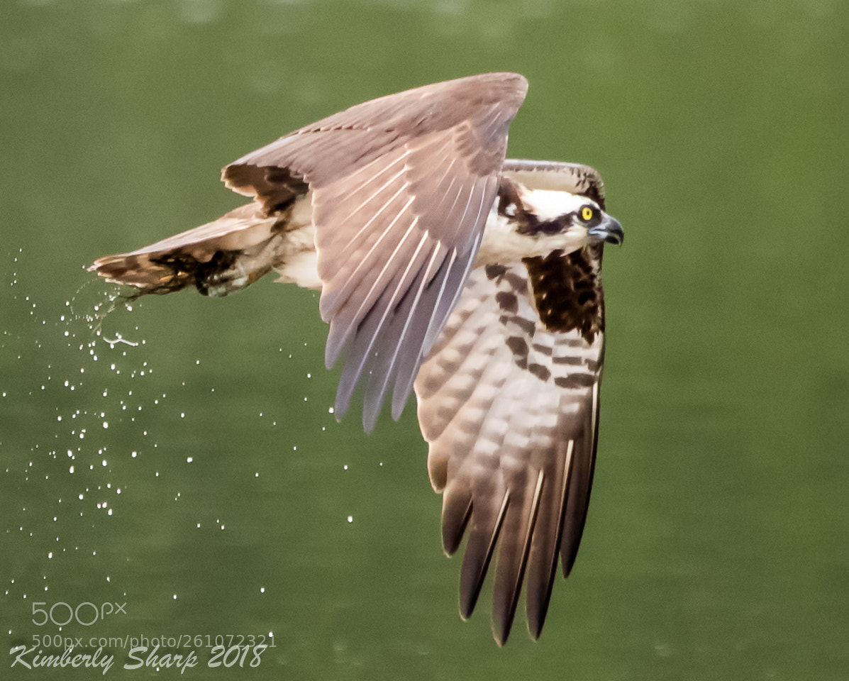 Canon EOS 5D Mark IV sample photo. Osprey in flight photography