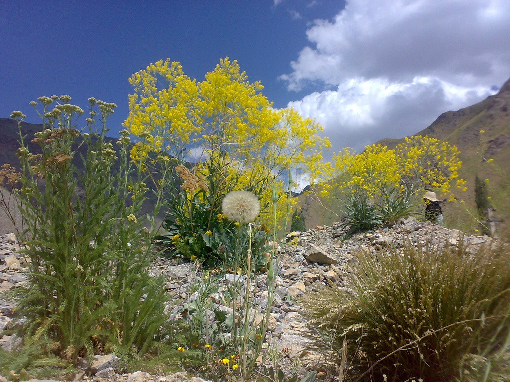 Nokia N73 sample photo. Dandelion photography