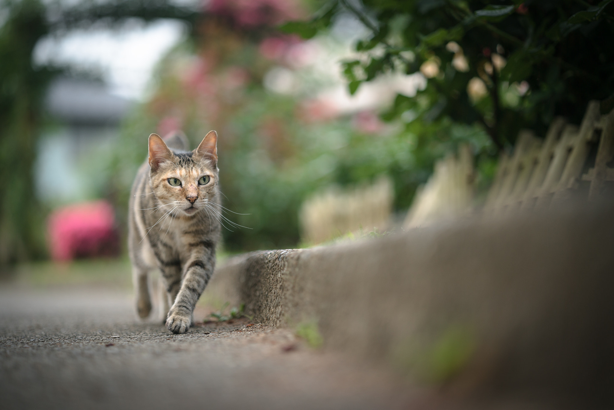 Sony a7S II sample photo. Walking photography