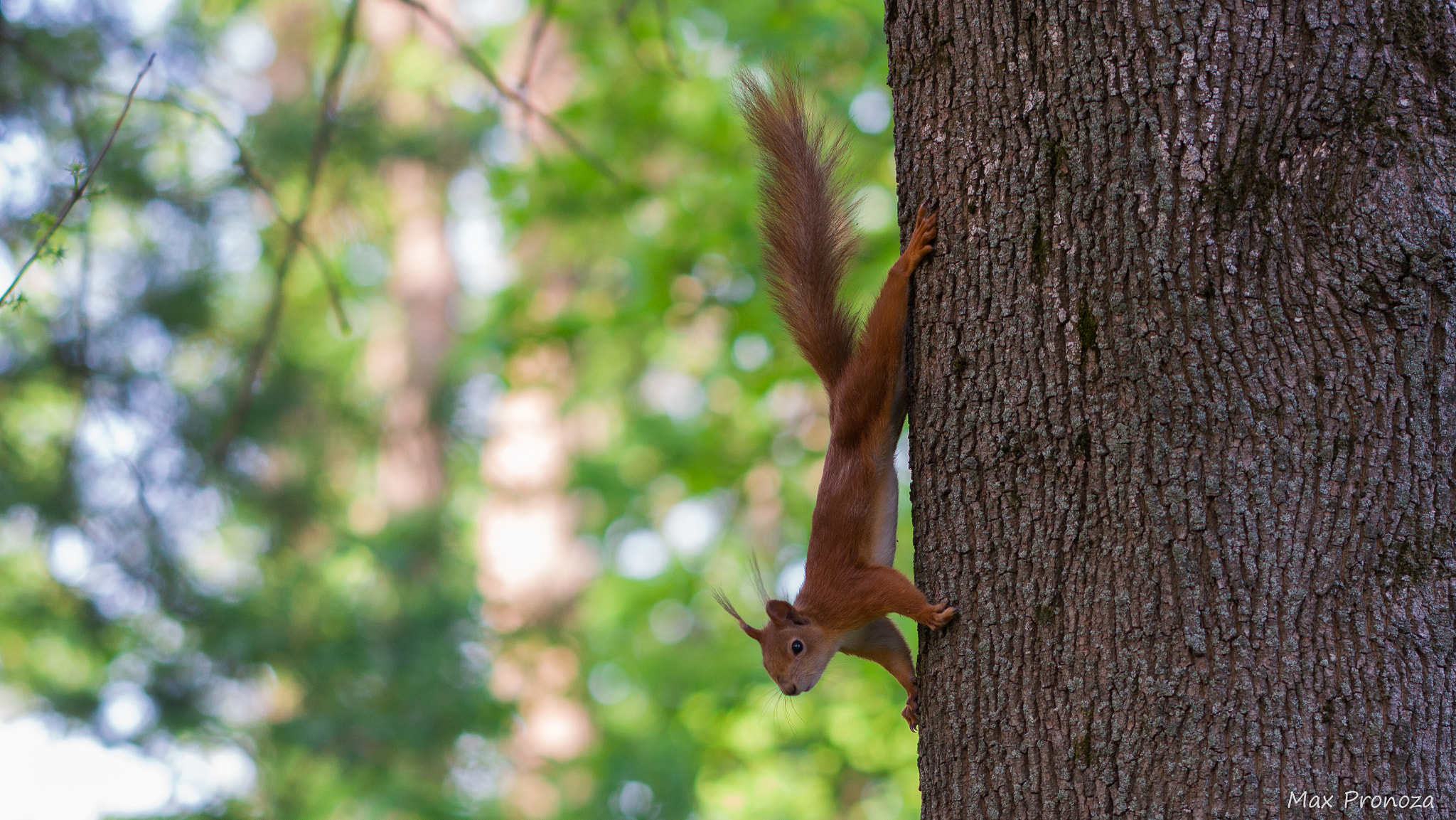 Samsung NX500 sample photo. Squirrel in the park photography
