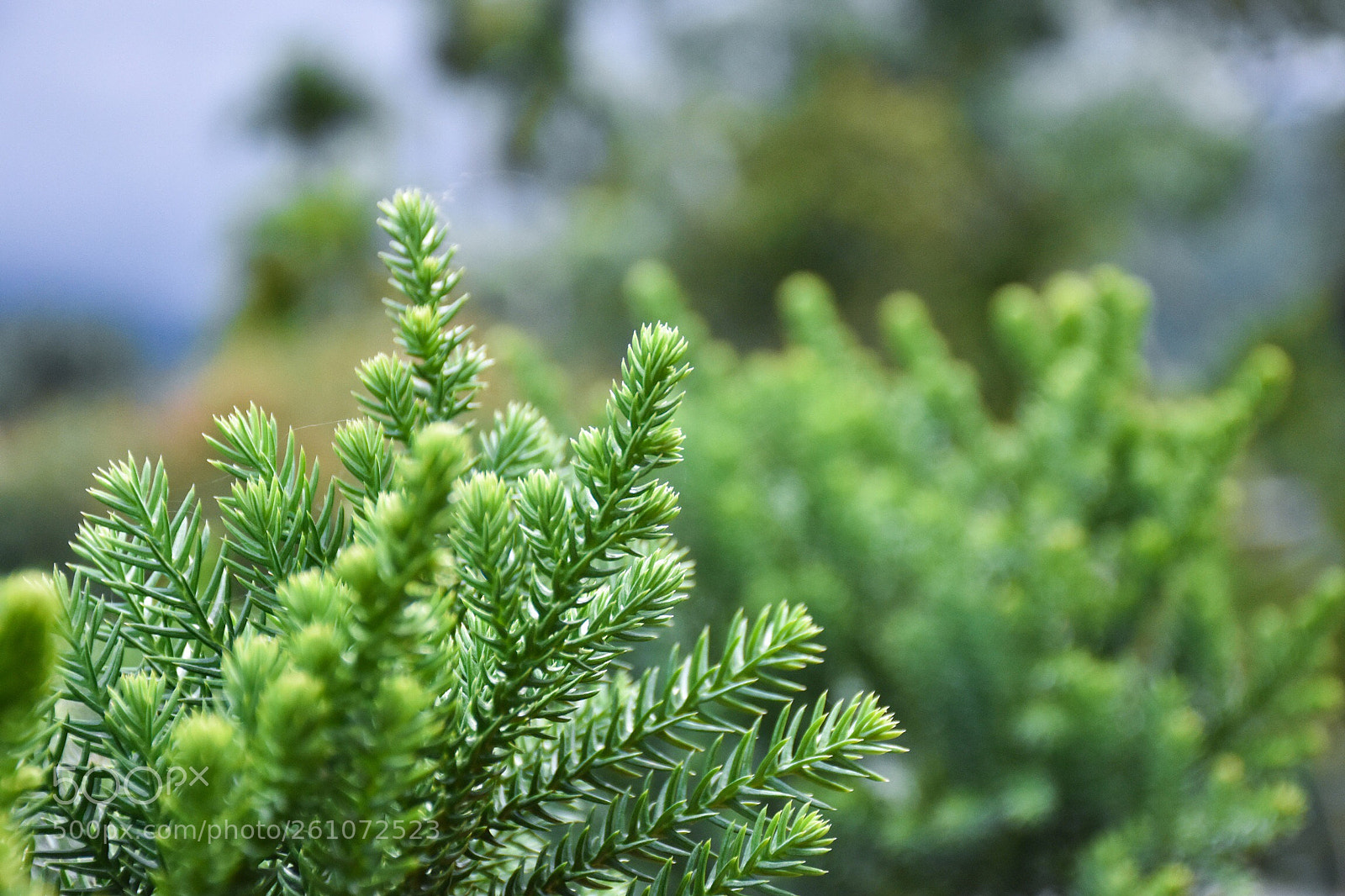 Nikon D7200 sample photo. Spring plant photography