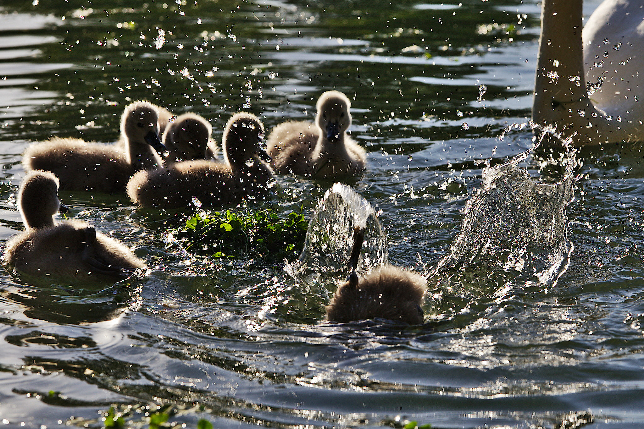 Canon EOS 6D + Canon EF 70-200mm F4L IS USM sample photo. Splash photography