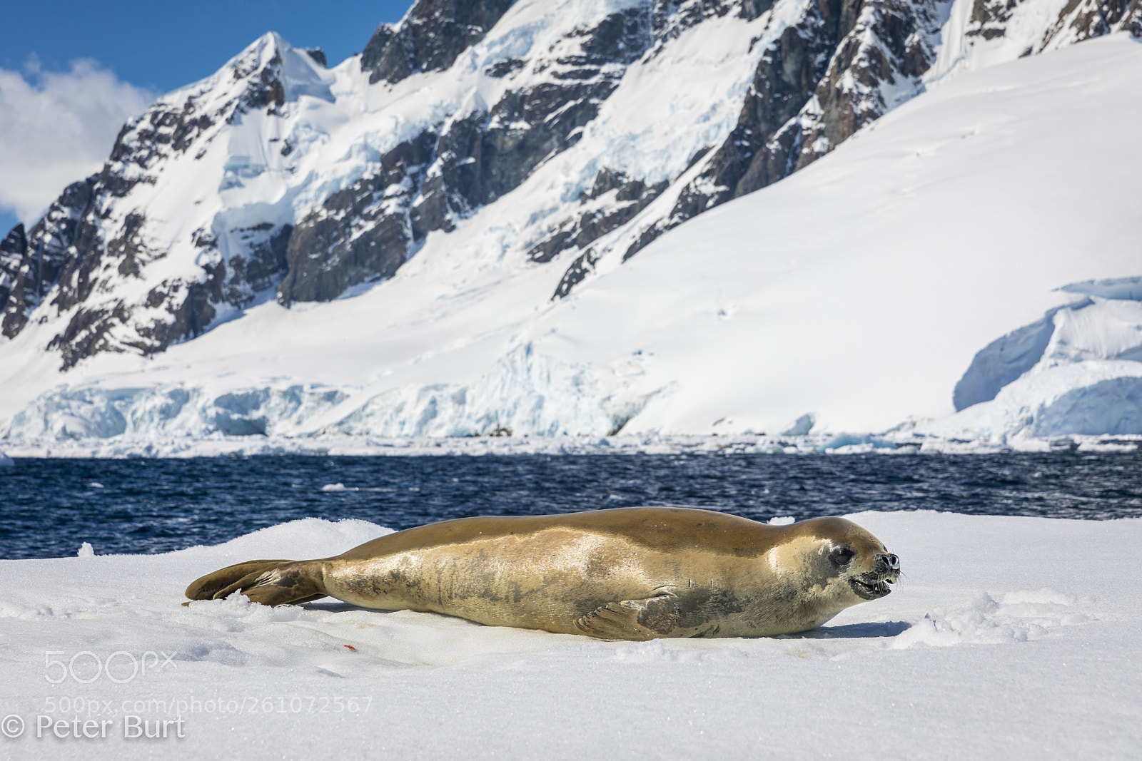 Canon EOS 5D Mark IV sample photo. Sunbathing crabeater photography
