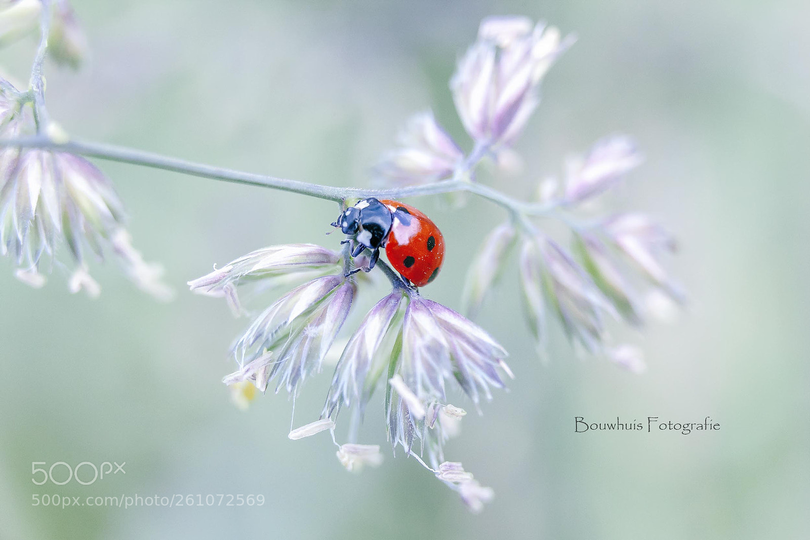 Canon EOS 5D Mark II sample photo. Ladyluck photography