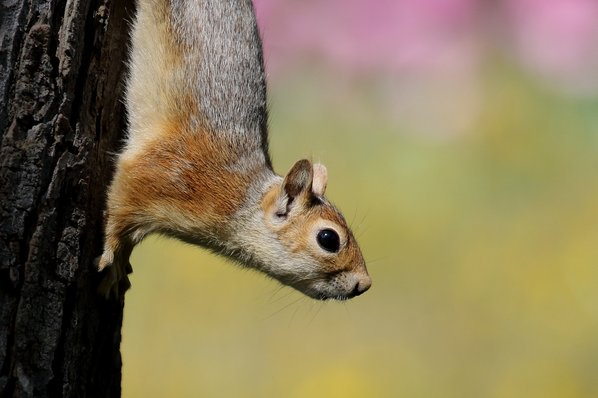 Canon EF 100-400mm F4.5-5.6L IS USM sample photo. Cute photography