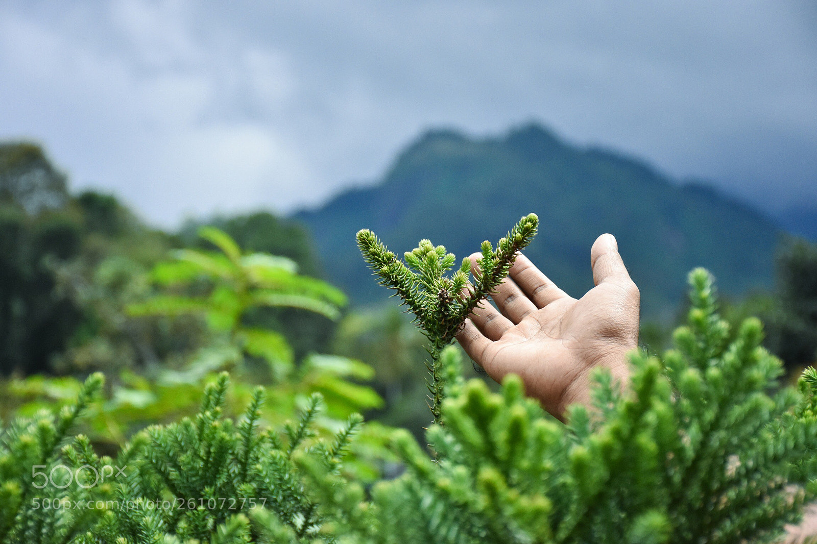 Nikon D7200 sample photo. Nature touch  photography