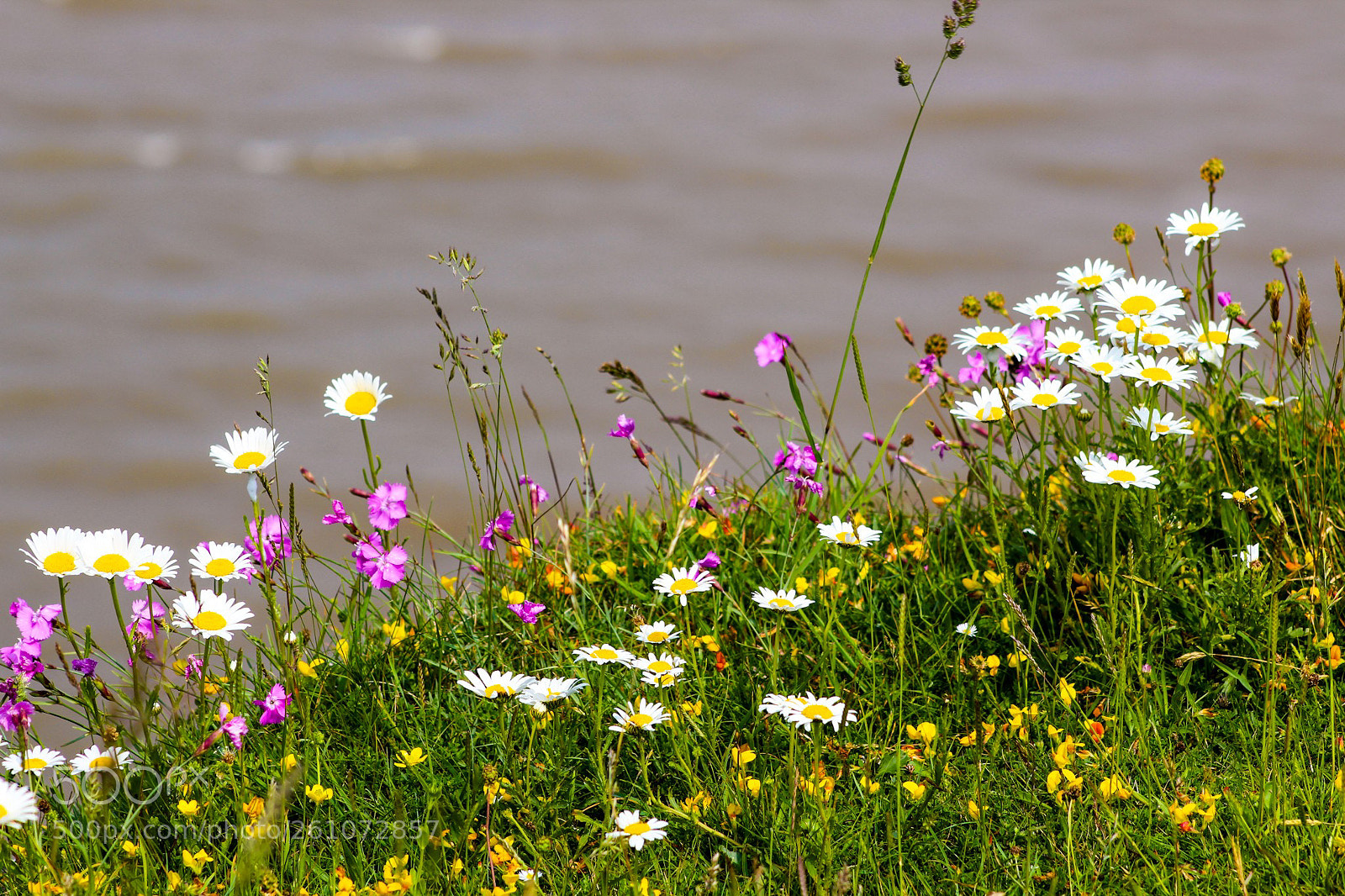 Canon EOS 1300D (EOS Rebel T6 / EOS Kiss X80) sample photo. Wildflowers on the headland photography