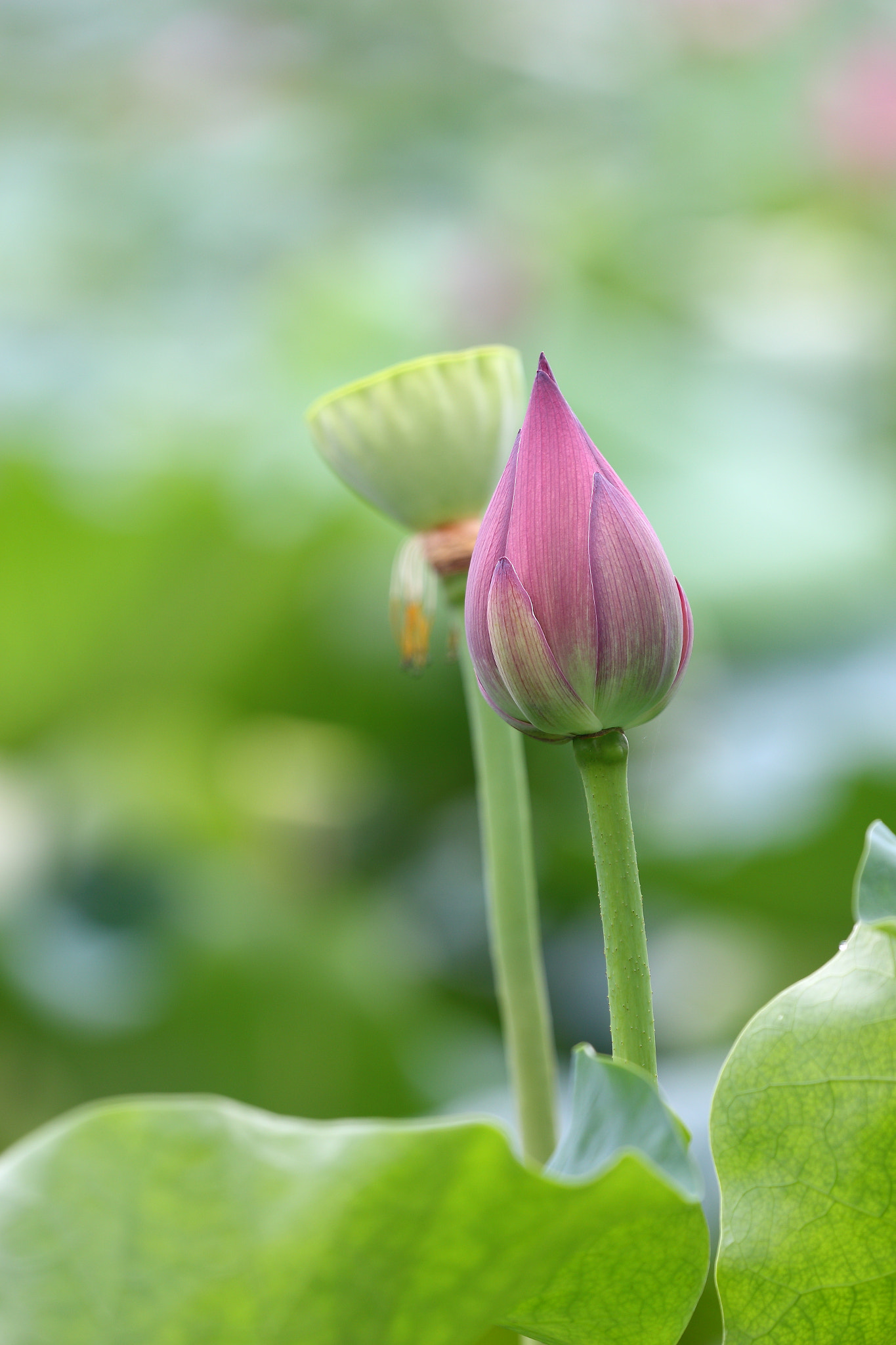 Canon EOS 70D + Canon EF 70-200mm F4L USM sample photo. 莲 photography