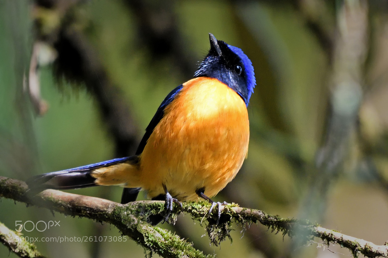 Nikon D500 sample photo. Rufous-bellied niltava photography