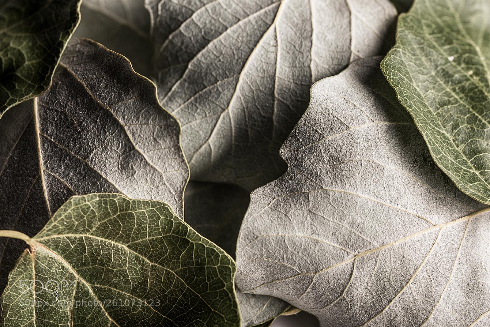Nikon D810 sample photo. Naturaleza muerta photography