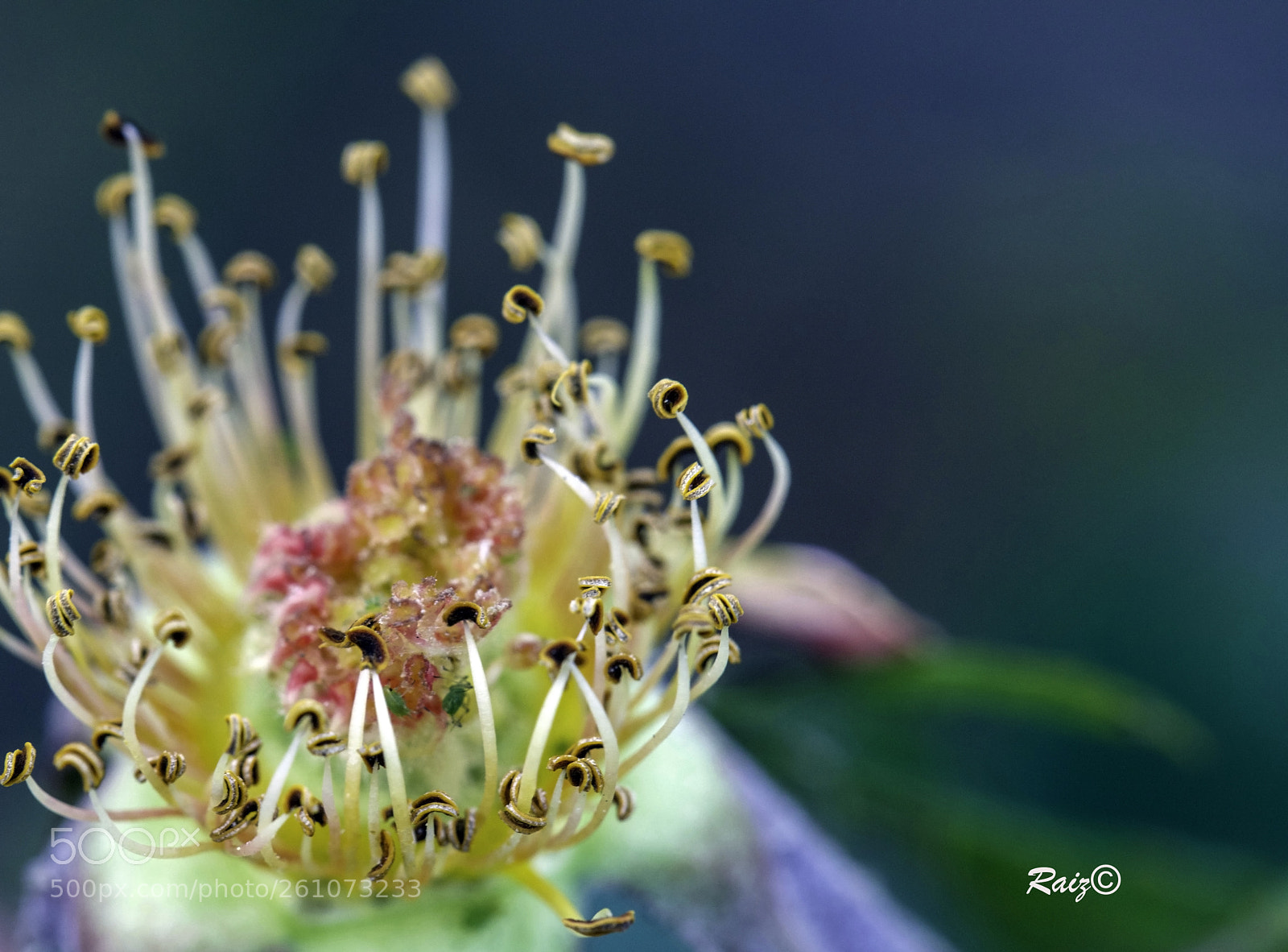 Canon EOS 5DS sample photo. Good day mate! photography