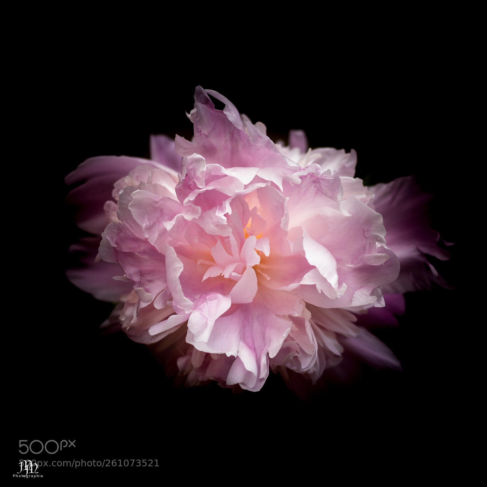 Canon EOS 750D (EOS Rebel T6i / EOS Kiss X8i) sample photo. Peony photography