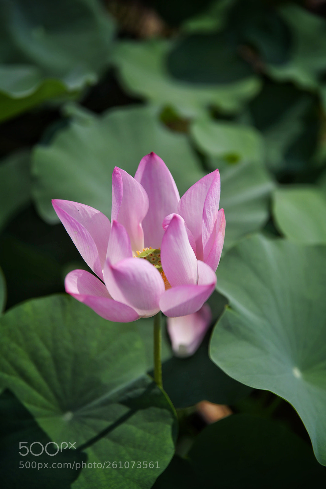 Nikon D850 sample photo. Untitled photography