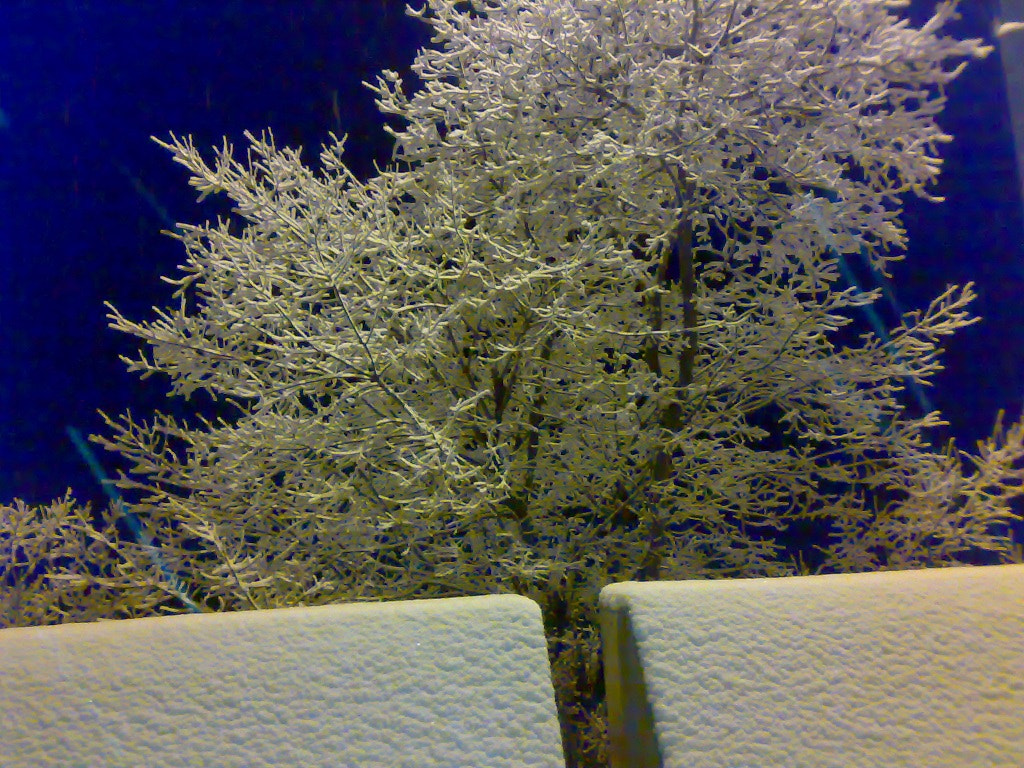 Nokia N73 sample photo. Icy tree photography