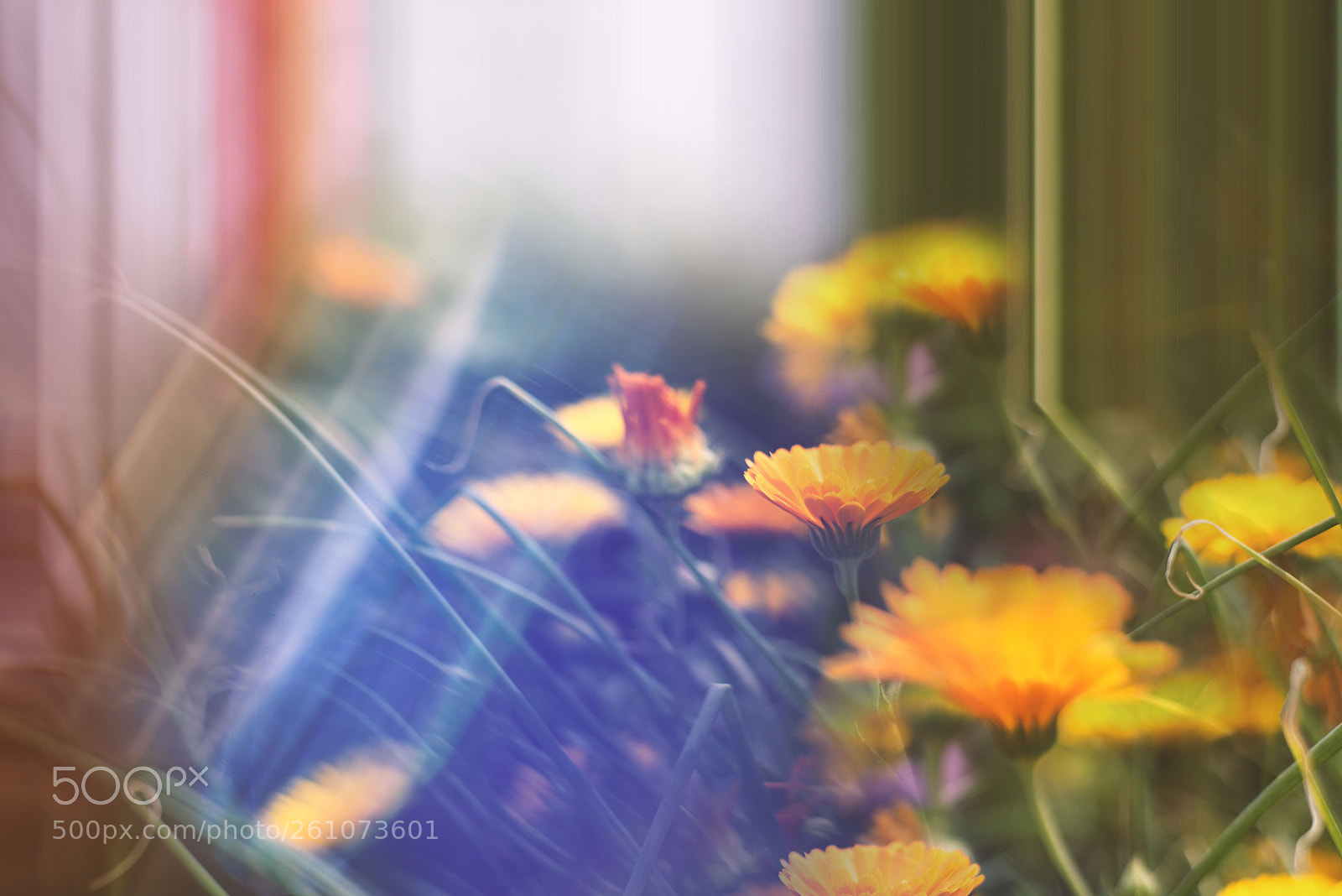 Nikon D610 sample photo. Spring photography