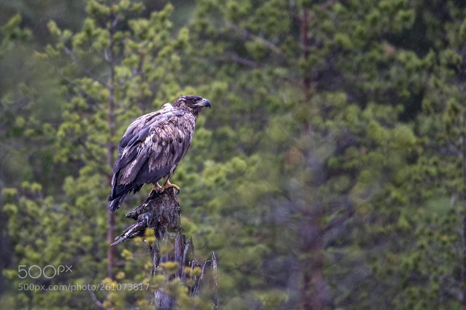 Nikon D4 sample photo. A withe-tailed eagle in photography