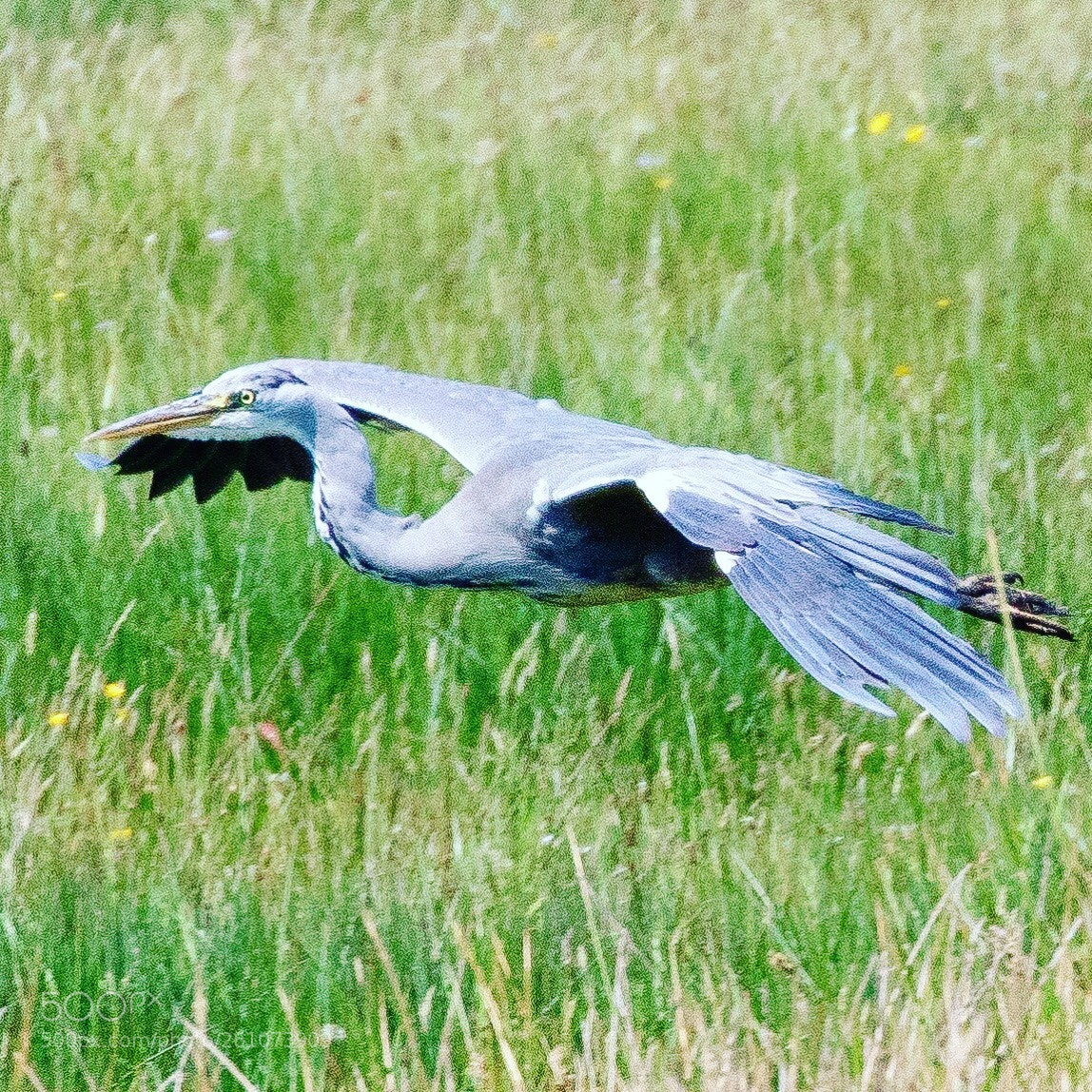 Canon EOS 7D Mark II sample photo. Grey heron photography