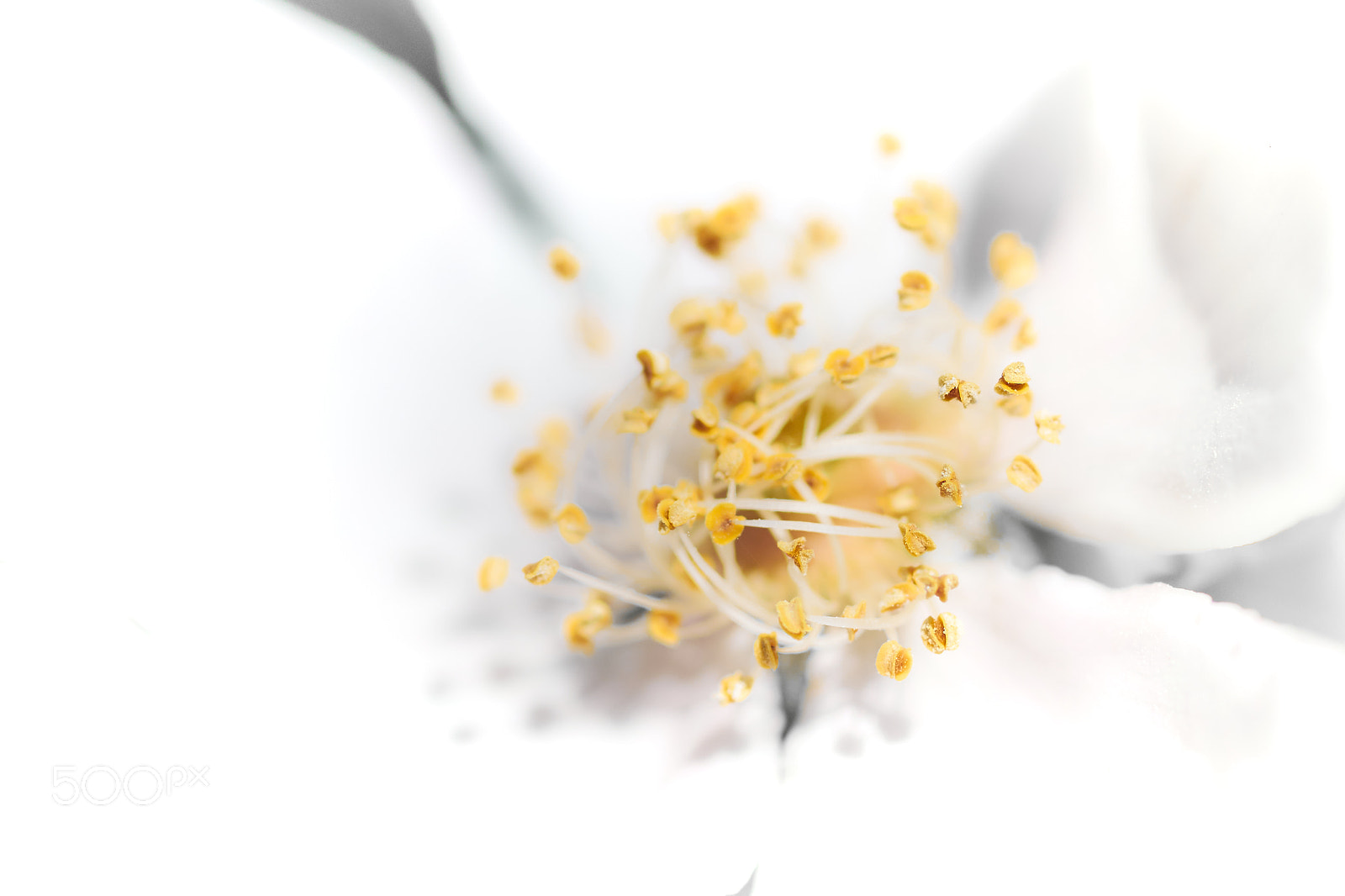 Nikon D850 sample photo. Bright light photography