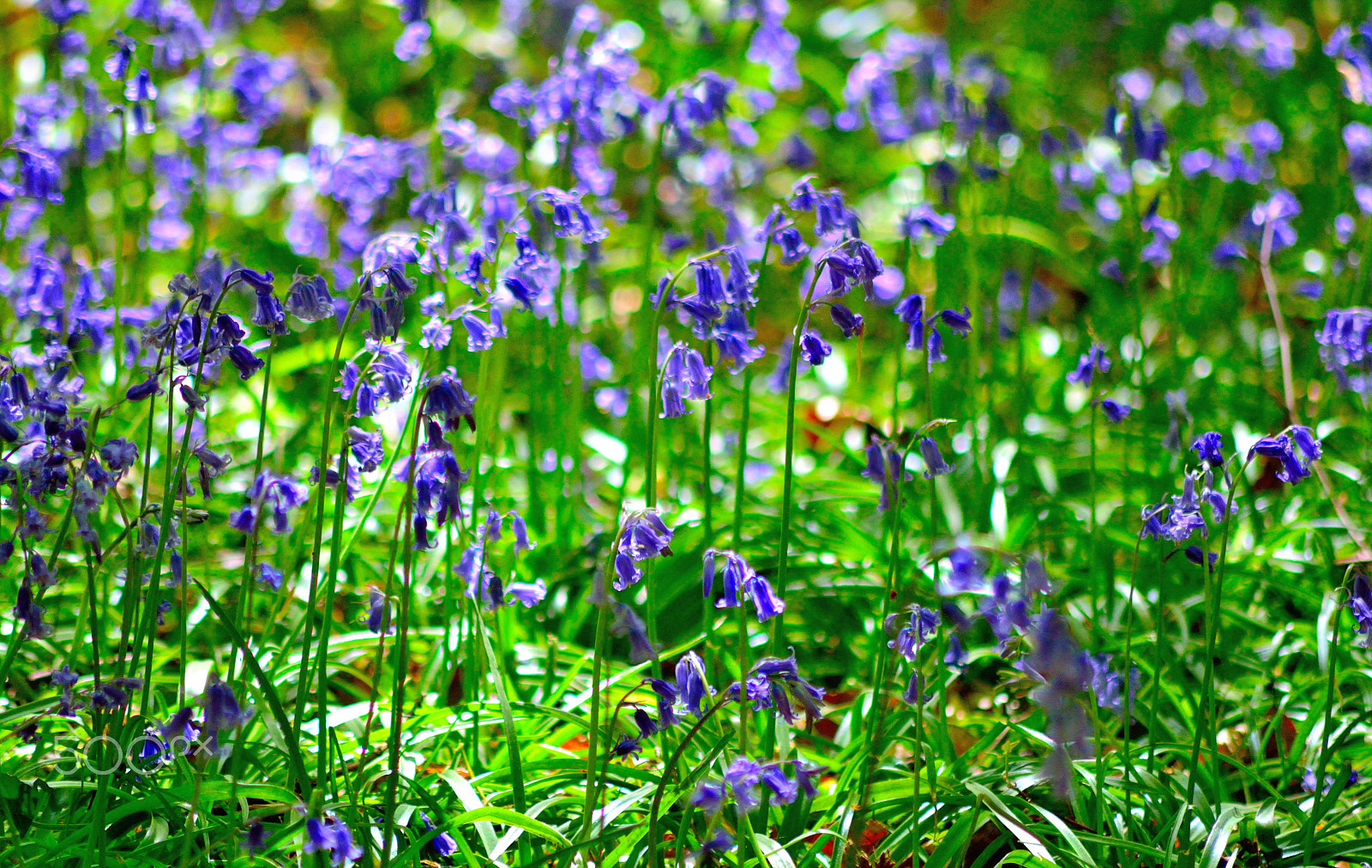 Nikon D3200 + Sigma 70-300mm F4-5.6 APO DG Macro sample photo. Blue bells photography