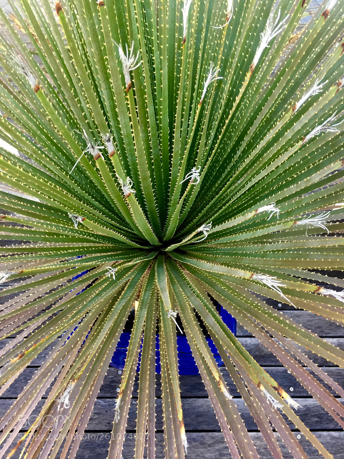 Apple iPhone 6 sample photo. Spikes photography