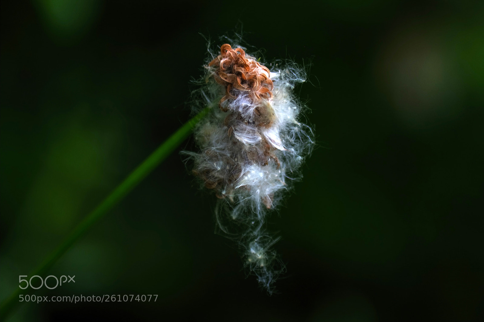 Nikon D7100 sample photo. Delicate photography