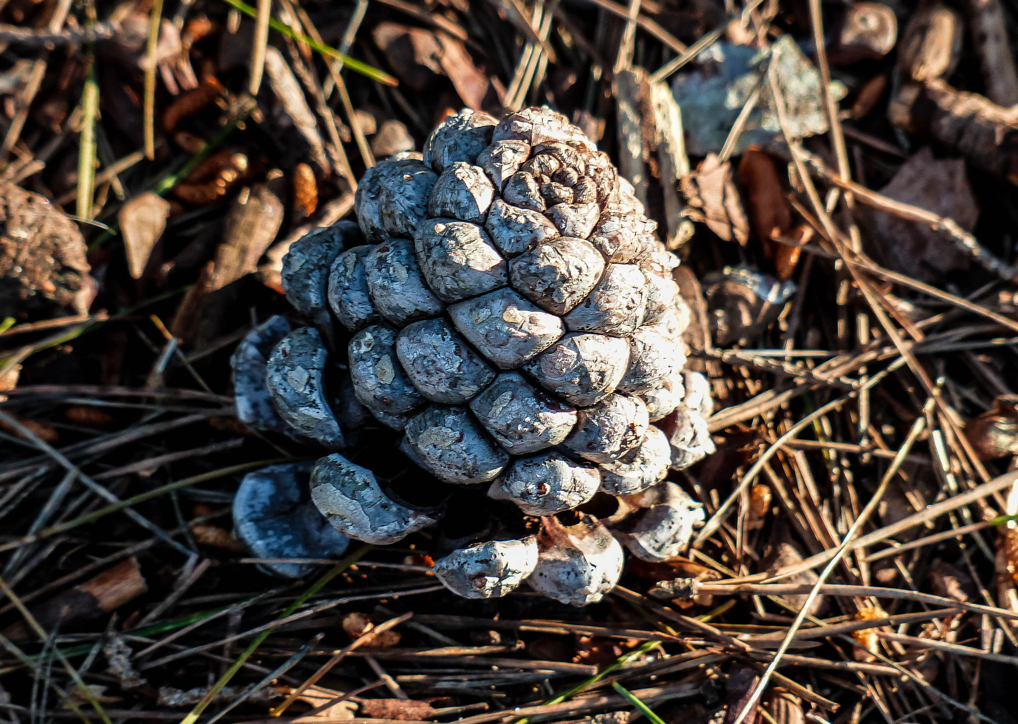 Leica V-Lux 4 sample photo. A simple pine cone photography