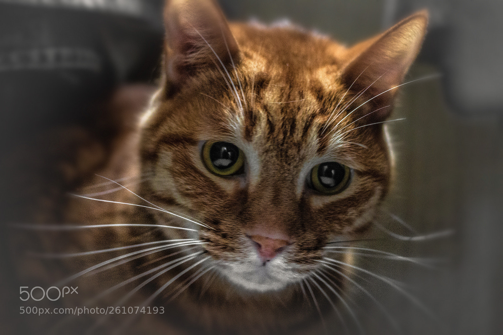 Canon EOS 70D sample photo. Street cat photography