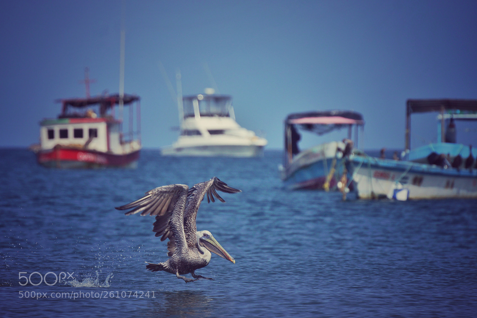 Sony SLT-A77 sample photo. Take-off photography
