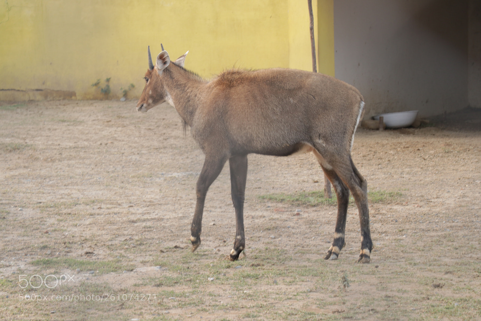 Canon EOS 80D sample photo. Img photography