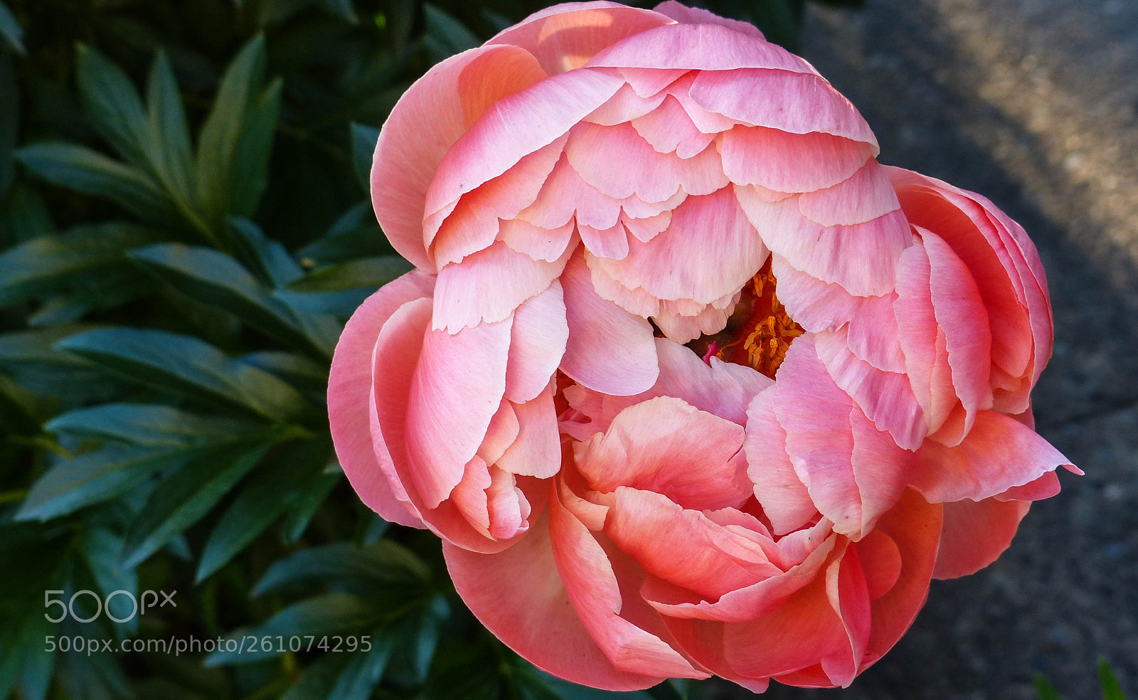 Panasonic Lumix DMC-FZ200 sample photo. Glory photography