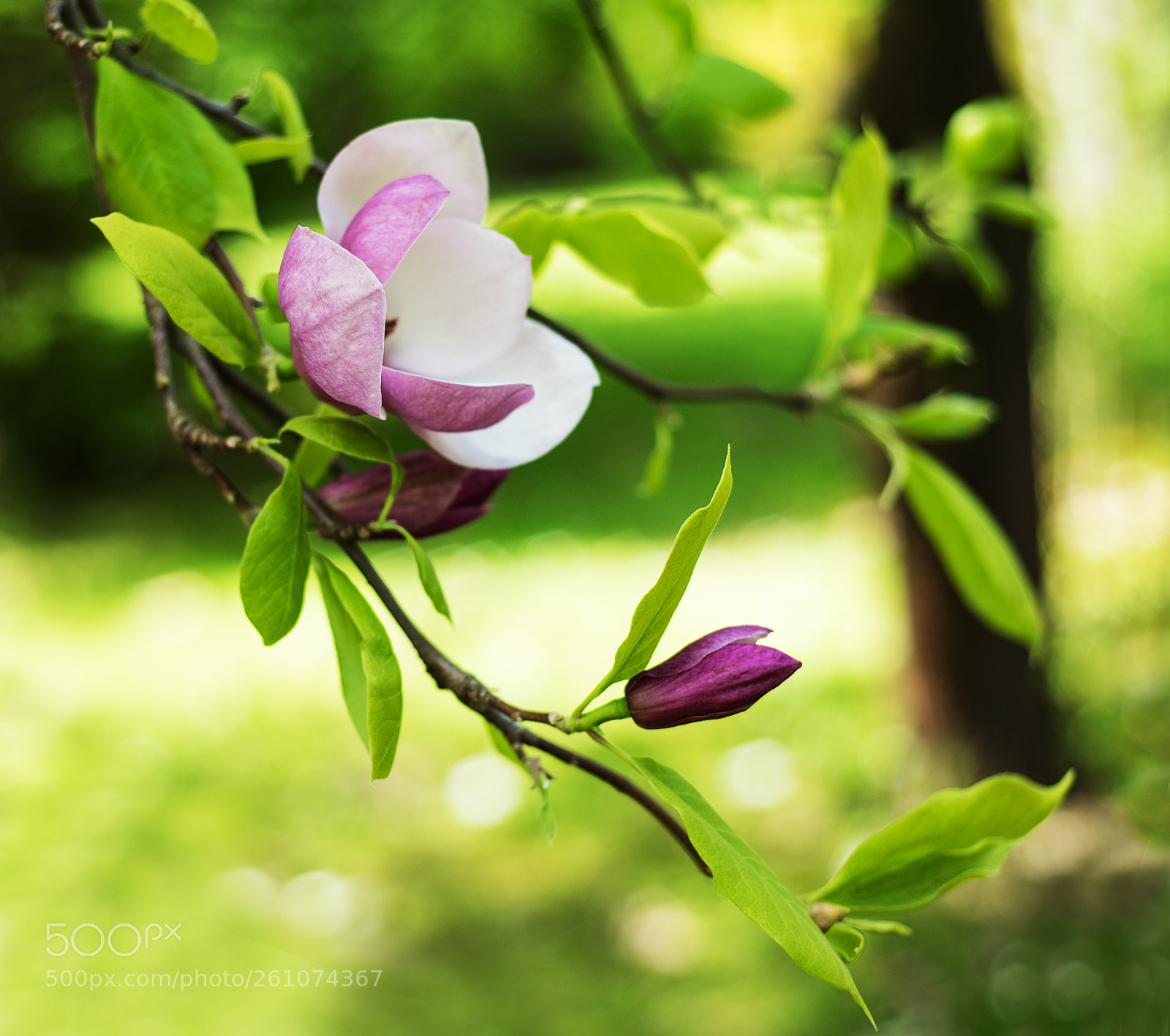 Nikon D750 sample photo. Spring magnolia flowers photography