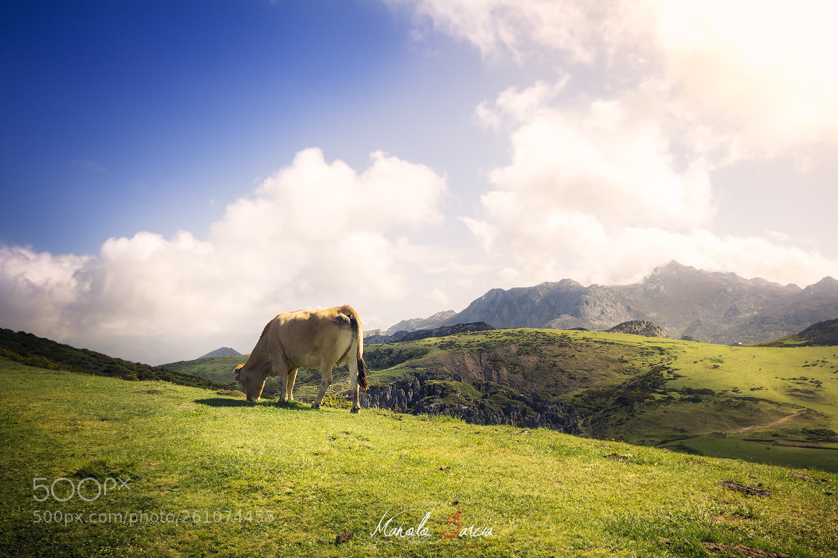 Canon EOS 60D sample photo. Covadonga photography