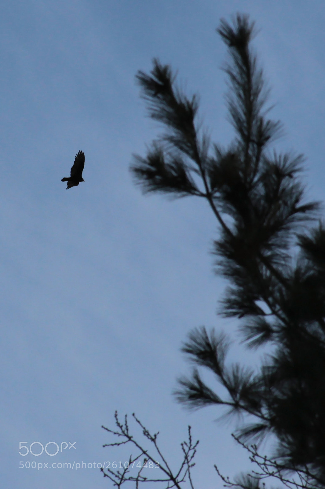 Canon EOS 50D sample photo. On the hunt photography