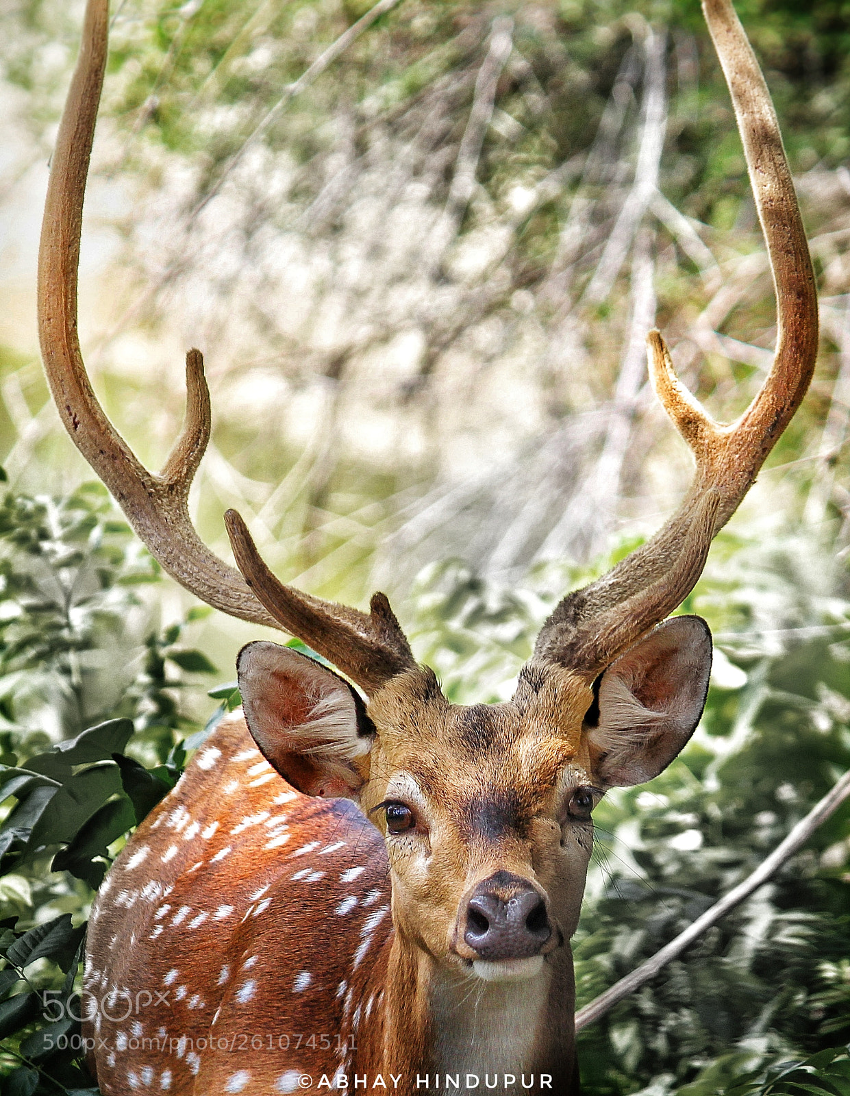 Canon EOS 1200D (EOS Rebel T5 / EOS Kiss X70 / EOS Hi) sample photo. Spotted deer photography